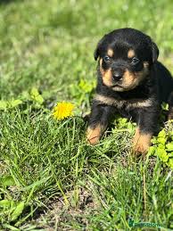 Hoobly Guide: Buy, Sell & Pet Listings Safely