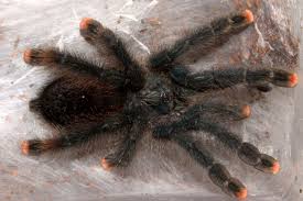 Pink Toe Tarantula Care, Facts & Guide